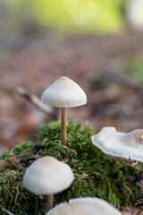 Golden Teacher Psilocybe Cubensis Magic Mushrooms