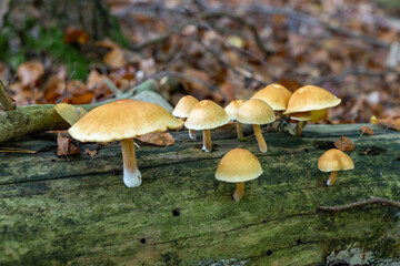 Mushroom in the forest, magic picture macro photo, seasonal landscape spring in the park.