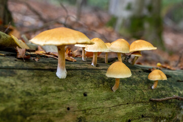 Golden Teacher Psilocybe Cubensis Magic Mushrooms
