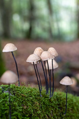 White Mushroom, Fungi in Wood Bonnet Fungi in Wood.