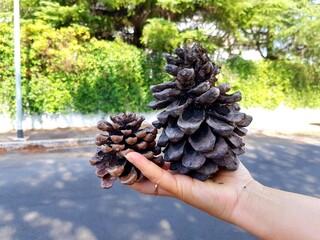 Large pine cone on the palm of a person