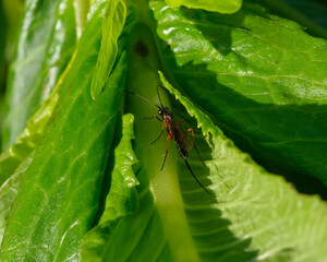 Macro photography of a fly: focus on the insect with blurred background. Taken in summer on a flower field in sunshine.