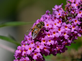 Macro photography of a fly: focus on the insect with blurred background. Taken in summer on a flower field in sunshine.