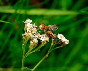 Macro photography of a fly: focus on the insect with blurred background. Taken in summer on a flower field in sunshine.