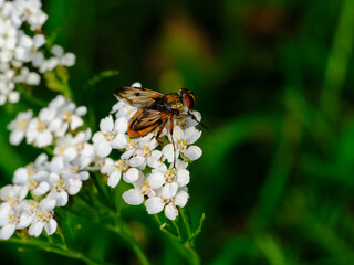 Macro photography of a fly: focus on the insect with blurred background. Taken in summer on a flower field in sunshine.