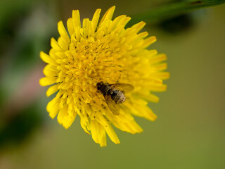 Macro photography of a fly: focus on the insect with blurred background. Taken in summer on a flower field in sunshine.