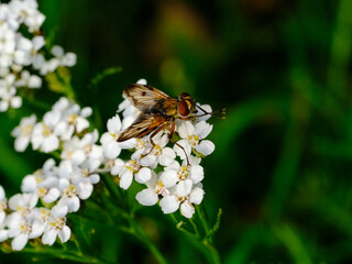 Macro photography of a fly: focus on the insect with blurred background. Taken in summer on a flower field in sunshine.