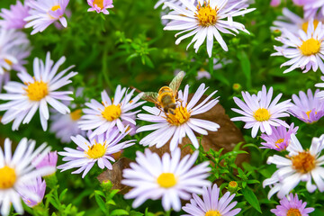 Flowers Asters. Bees on flowers. Close-up of a flower bed. Asters bloom in autumn. Selective  focus. Shallow depth of field