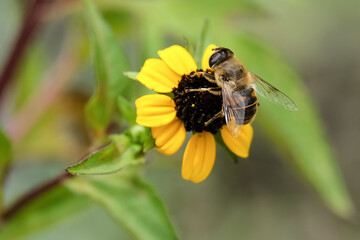 Macro photography of a fly: focus on the insect with blurred background. Taken in summer on a flower field in sunshine.