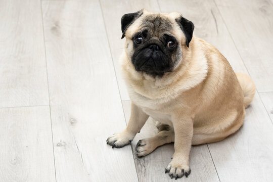 Pug dog sits on a light floor with a guilty muzzle expression. copy space. View from above.