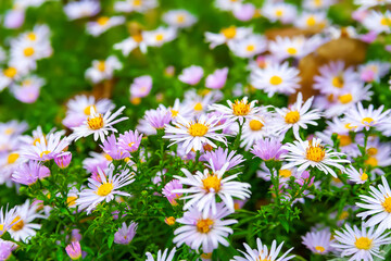 Asters flowers. Flowerbed of autumn flowers. Flowering Asters. Selective focus. Shallow depth of field