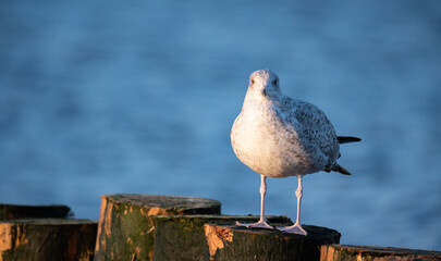 Seagull sitting on a wooden breakwater in the light of the setting sun. Seagull isolated against a...