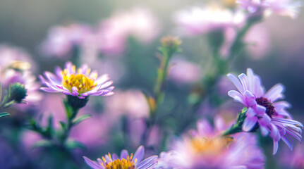 Blue chrysanthemums. Background for a beautiful postcard. Autumn flowers in the garden. Blurred image. selective focus