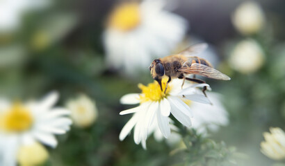 White chrysanthemums. Background for a beautiful postcard. Autumn flowers in the garden. Blurred image. selective focus