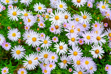 Flowers Asters. Asters bloom in autumn. Top view flowerbed. Selective focus. Shallow depth of field