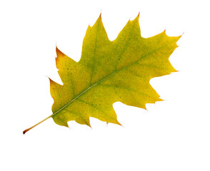 Autumn maple leaf bright on white background.