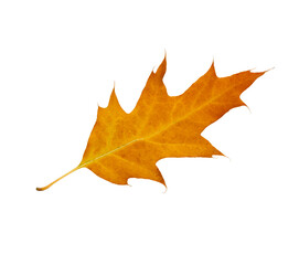 Autumn maple leaf bright on white background.