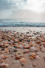Vertical shot of seashells on the beach in Puerto Rico