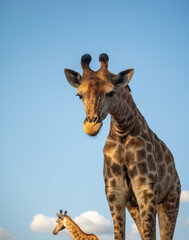 Giraffe looking down and blue sky