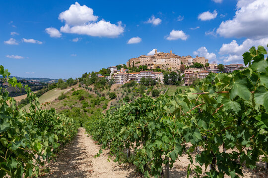 View from a vineyard to the church and houses of the historic Italian village of Cossignano in the province of Ascoli Piceno in the Marche region. From the wine fields on the Contrada Gallo.