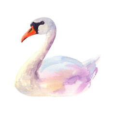 Watercolor swan on an isolated white background