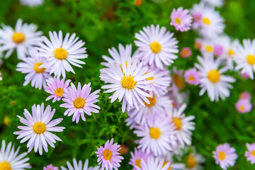 Asters flowers. Top view flowerbed. Asters bloom in autumn. Selective focus. Shallow depth of field