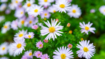 Asters flowers. Top view flowerbed. Asters bloom in the fall. Selective focus. Shallow depth of field