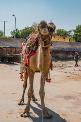 Naklejka premium Camel with ornaments ready to go on a touristic excursion.