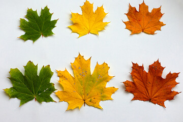 Colorful autumn leaves isolated on white background. Hello Autumn concept. Flat lay, top view, copy space. Season, minimal, autumn card, thanksgiving texture, fall background concept.