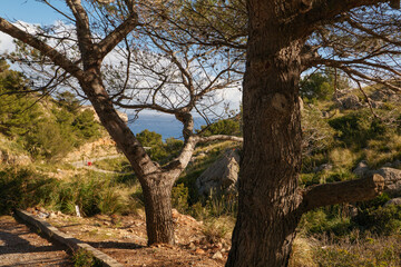 Fototapeta na wymiar Wanderung im Nordosten von Mallorca von Port de Pollença nach Cala Sant Vicenç mit schönem Blick auf das Mittelmeer.