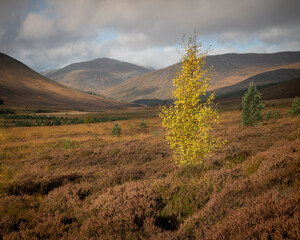 Scottish Highland Mountain scape, featuring the rugged and majestic landscape home to Balmoral Castle, wild deer, golden eagles and highland cows.