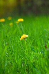 A yellow blooming dandelion blooms on a lawn on a sunny day. Early spring flowers growing outdoors