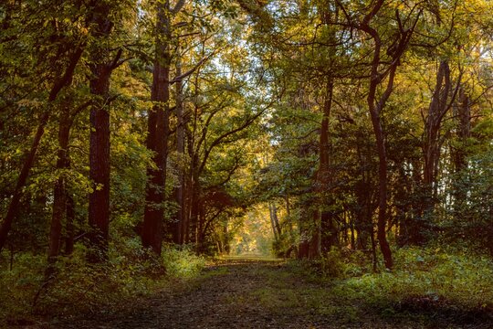 Trail In The Woods At Prime Hook National Wildlife Refuge, Milton, Delaware