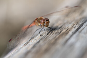 Close up of a dragonfly perched on a weathered blond wood. You can see the love from the front. The compound eyes are clearly visible.