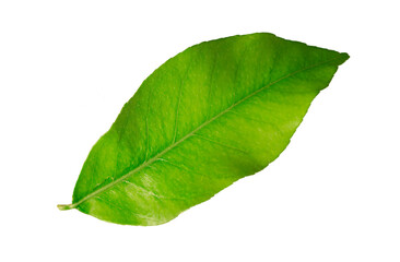 One lemon leaf isolated on white background