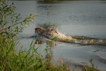A beautiful thoroughbred Labrador Retriever frolics in a summer pond.