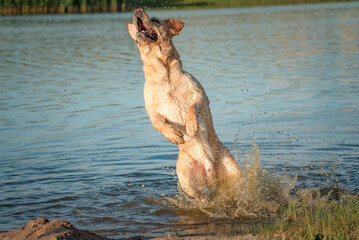 A beautiful thoroughbred Labrador Retriever frolics in a summer pond.