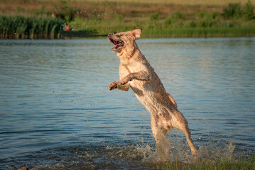 Fototapeta na wymiar A beautiful thoroughbred Labrador Retriever frolics in a summer pond.