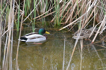Un pato verde y blanco y otro marrón en el agua