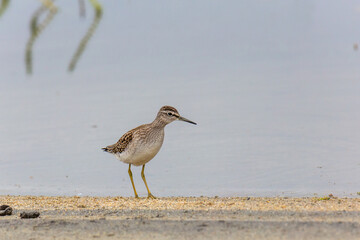 Obraz premium Wood sandpiper on a sandy shore near the water