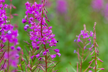 flowers of Fireweed, Chamaenerion angostifolium on a sunny summer day