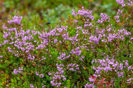 Blooming heather bushes close up