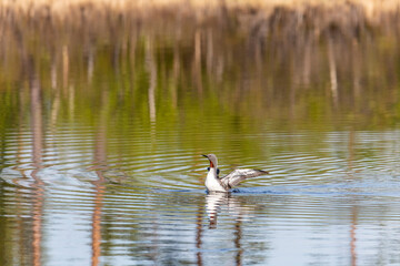 Red-throated loon floats on the lake, Arctic, Russia