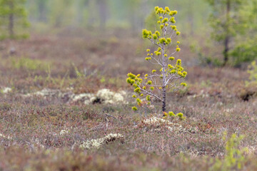 Eurasian whimbrel in tundra in summer