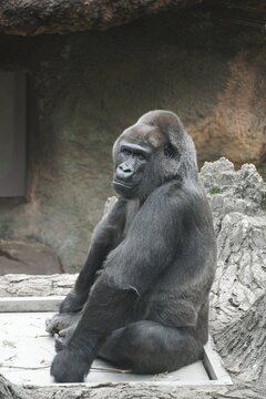 Vertical shot of a cute gorilla sitting on the ground and looking into the camera
