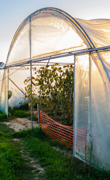 Greenhouse with cultivated fresh vegetables. Private greenhouse in the suburbs of Petrovaradin, Novi Sad, Serbia. 