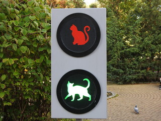 traffic light for cats in zelenogradsk, russia
