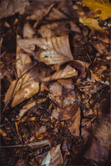 fallen autumn leaves
