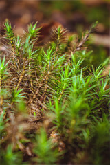 moss on the tree