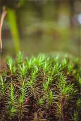 moss on the tree